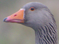 Greylag Goose x domestic Swan Goose hybrid